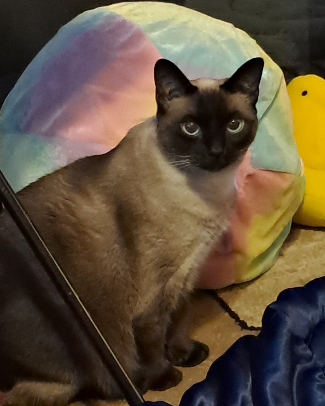 Luna🌙💫 (twin of Stella) the Siamese. Cat, Siamese