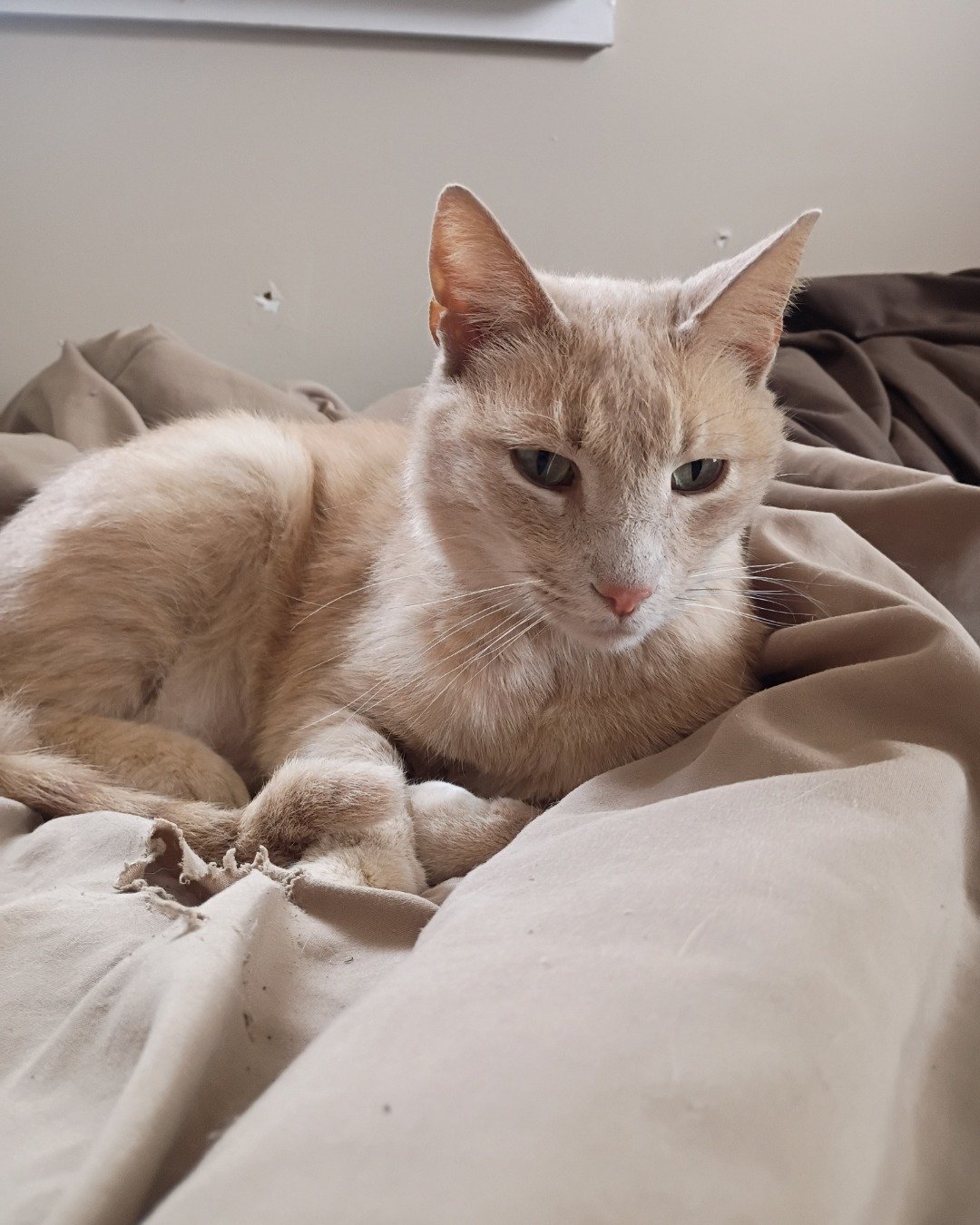 Sammy the Tabby. Blanket, Cat