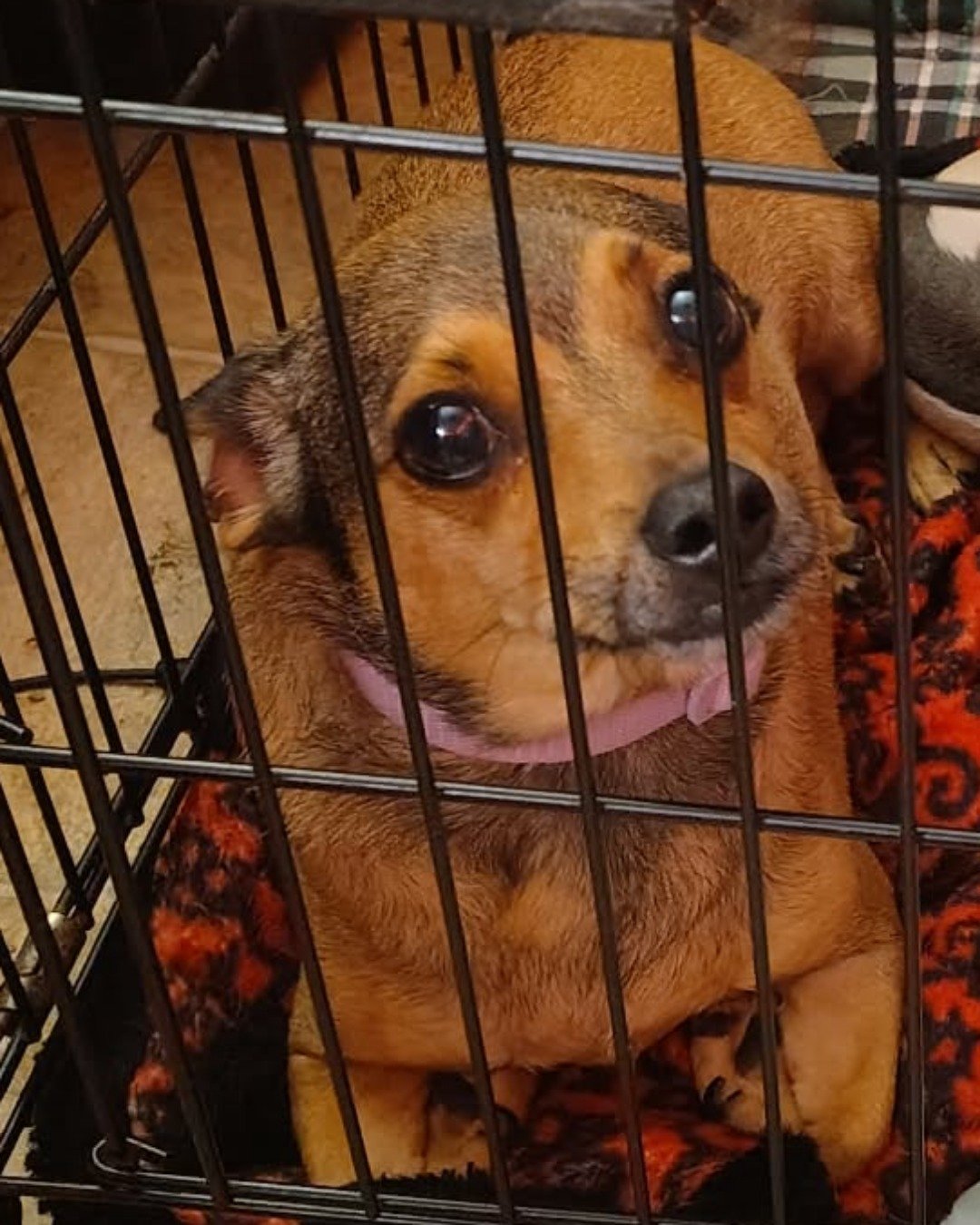 joy the female Chihuahua. Dog