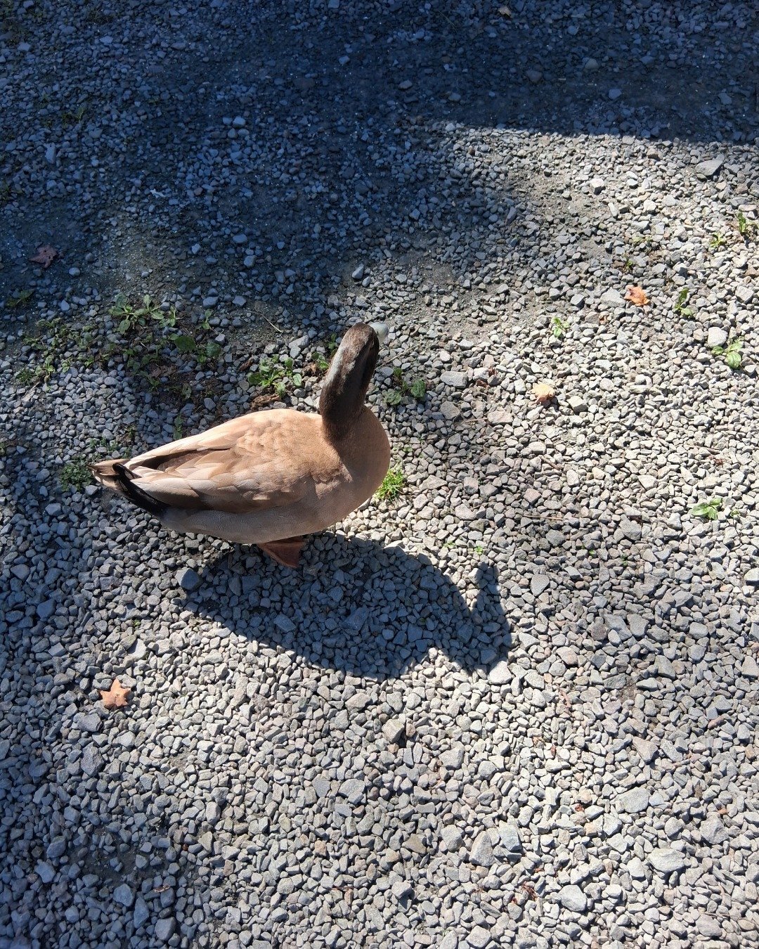 pepper. Road, Gravel, Beak, Bird, Goose, Waterfowl