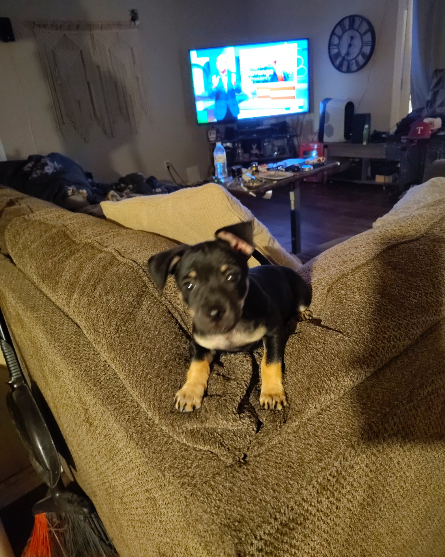 roxy the mini pin. Couch, Furniture, Electronics, Screen, Computer Hardware, Hardware