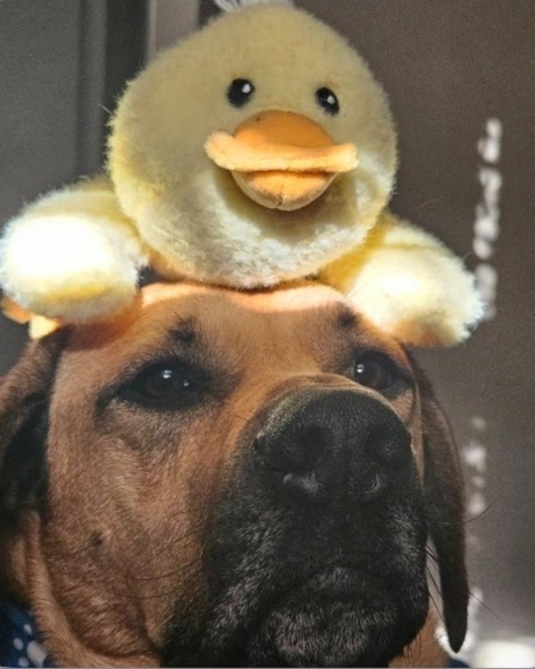 Striker. Dog, Puppy, Hound, Person, Teddy Bear, Toy