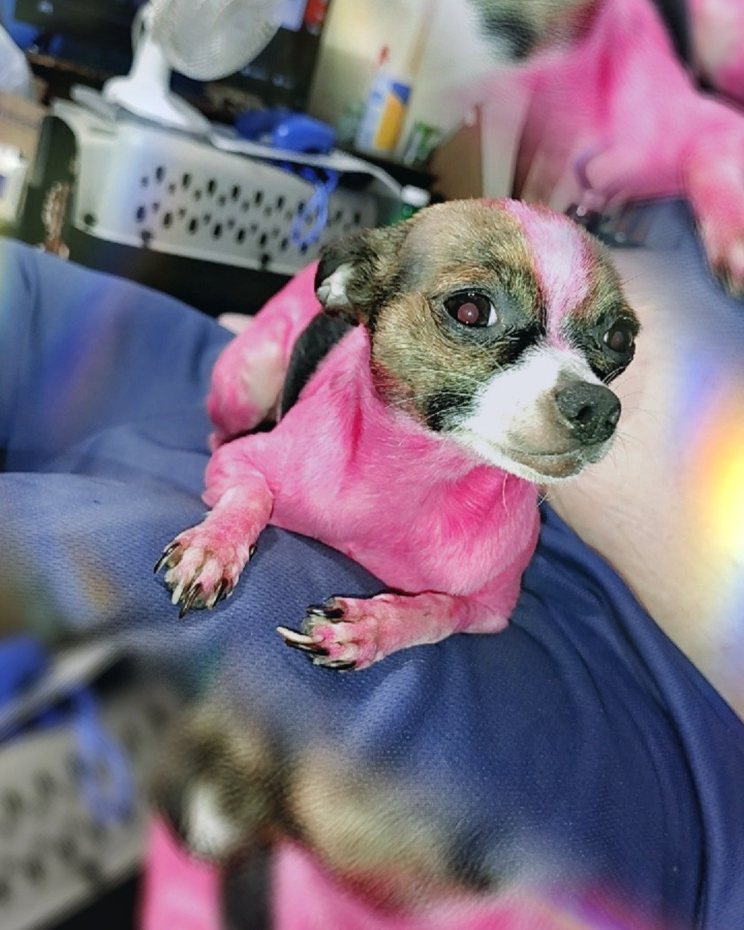 moo moo the female Chihuahua. Dog, Puppy, Chihuahua