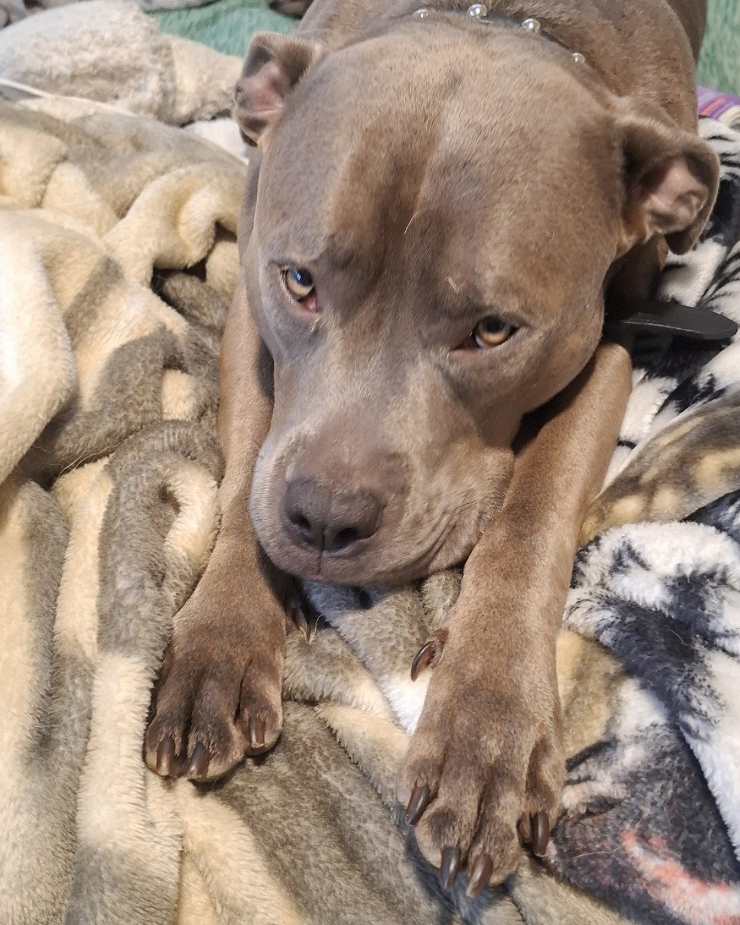 violet the pitbull. Dog, Puppy, Bulldog, Pitbull, Blanket