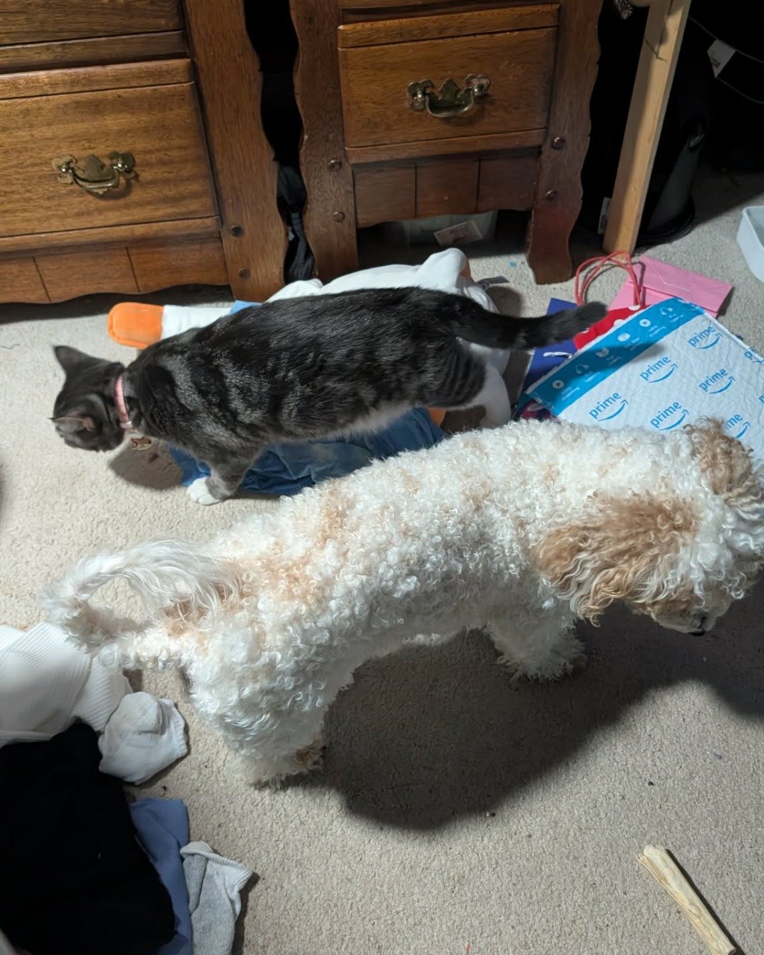 L the Tabby. Drawer, Furniture, Cabinet, Person, Dog, Puppy