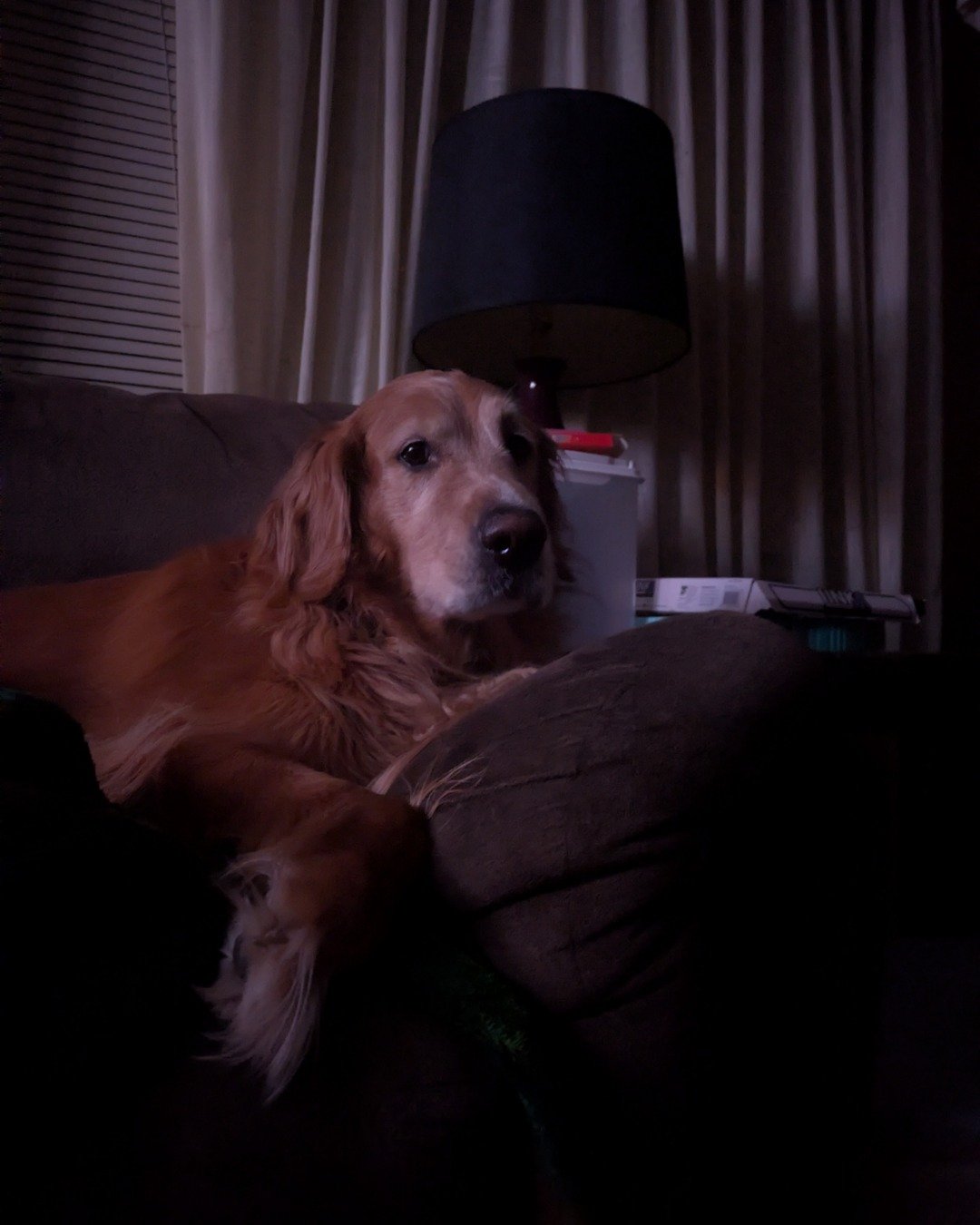 Sparky. Couch, Furniture, Lamp, Architecture, Building, Indoors
