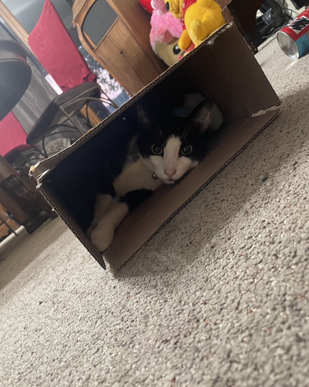 ReyRey — Box, Cat, Kitten, Can, Tin