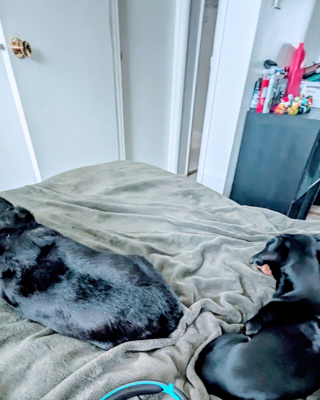 Mr weiner dog clips the wiener dog. Blanket, Dog, Puppy, Bed, Bedroom, Furniture