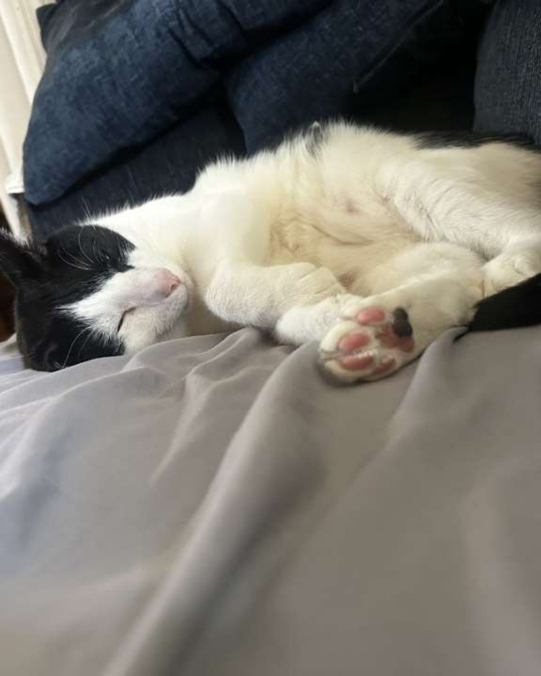 soup the Tuxedo cat. Blanket, Person, Sleeping, Cat, Kitten