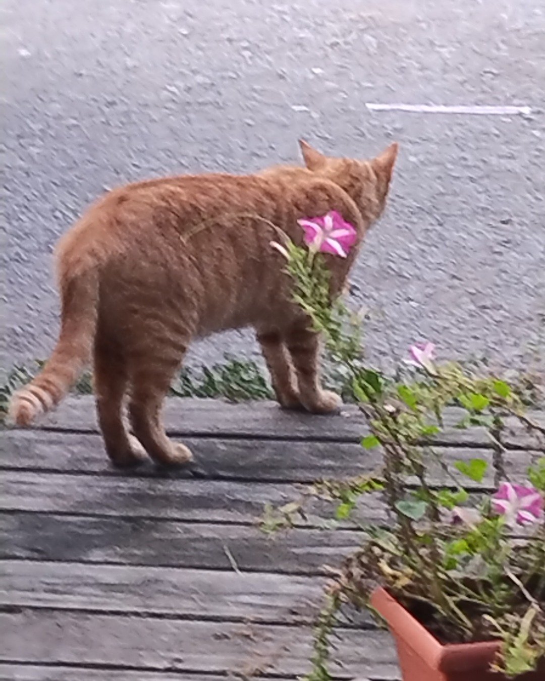 Ginger the tobby cat. Plant, Potted Plant, Jar, Planter, Pottery, Vase