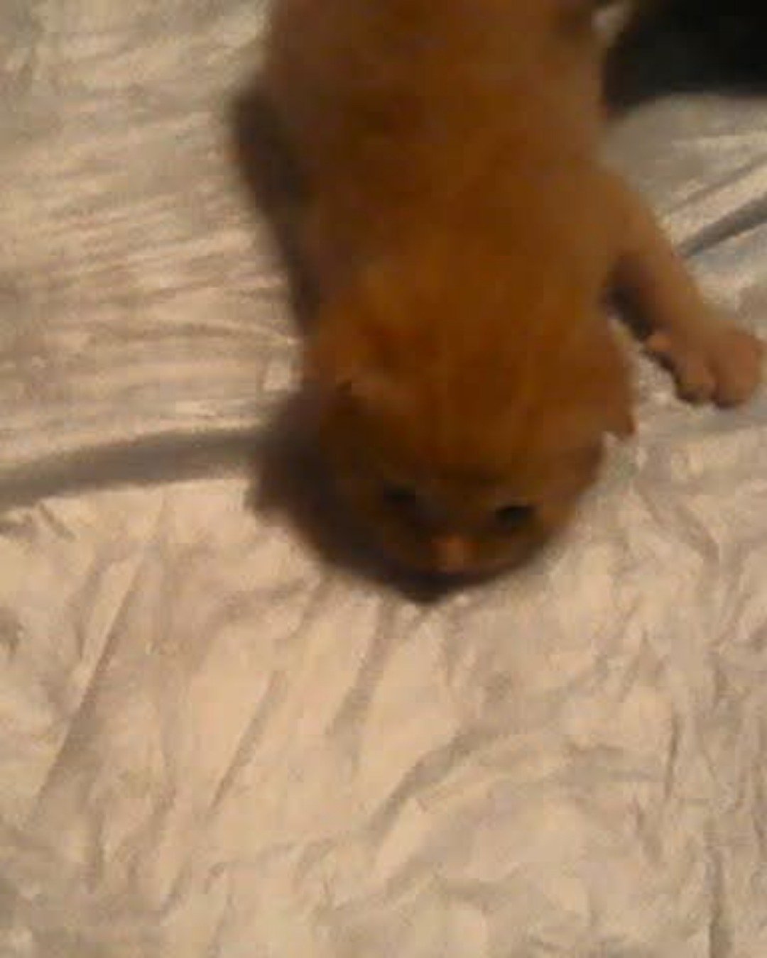 Tiger the tabby. Cat, Kitten, Dog, Puppy
