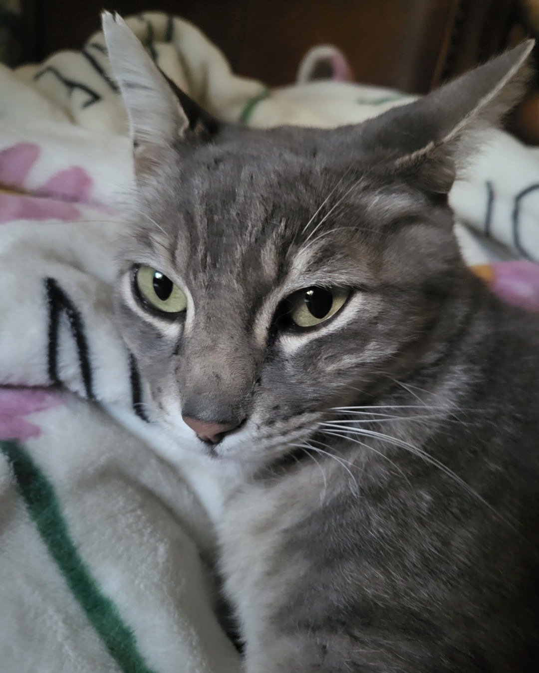 Jack the Tabby. Abyssinian, Cat, Kitten