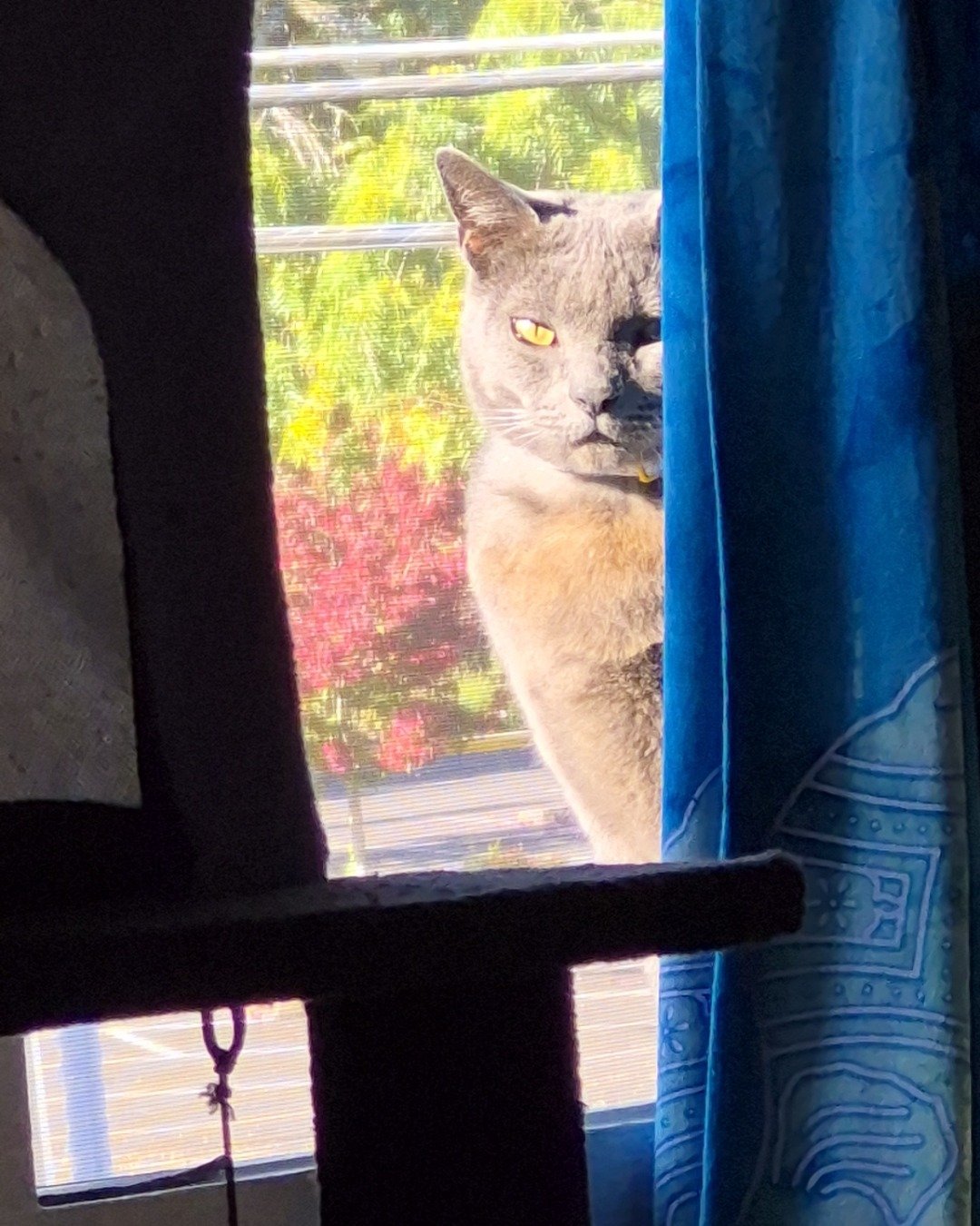 tinkerbell the blue russian. Curtain, Cat, Abyssinian