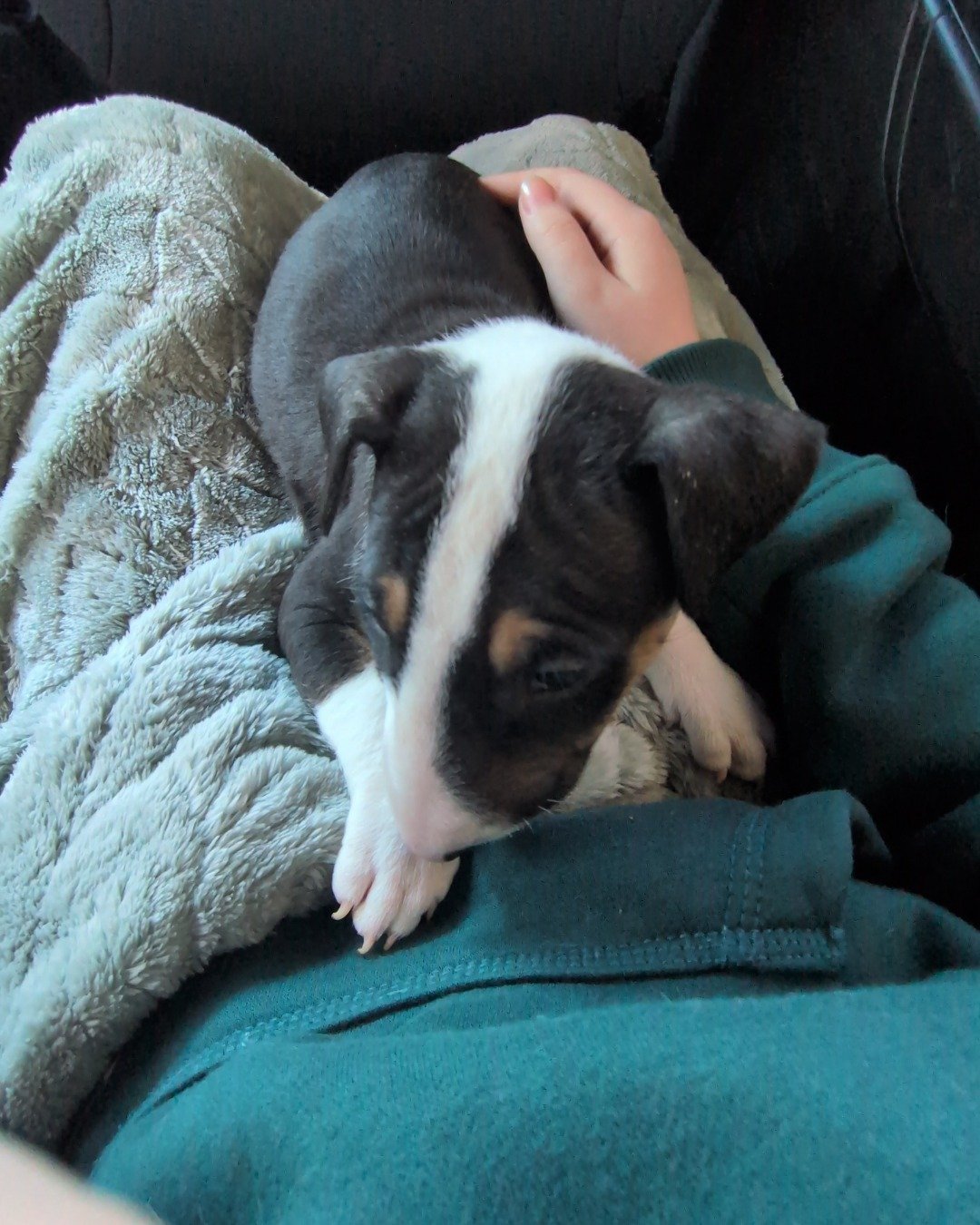 Chinook the bull terrier. Dog, Puppy, Blanket, Person, Sleeping, Hound