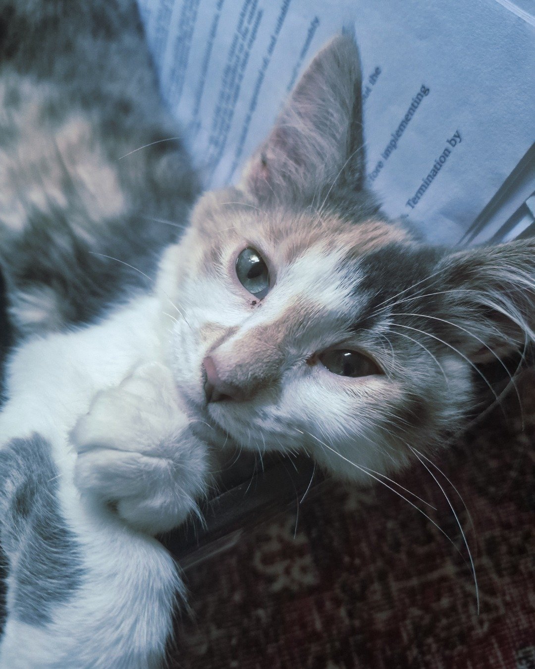 Dawn 🌅 the Domestic Shorthair — Calliby. Cat, Kitten