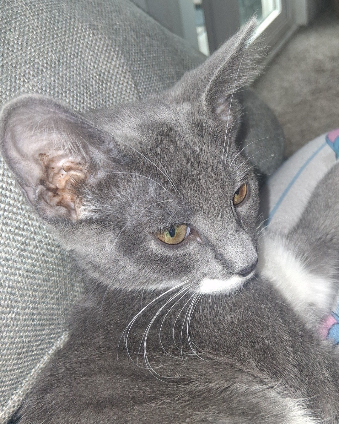ash the grey tabby and tuxedo mix. Abyssinian, Cat, Kitten