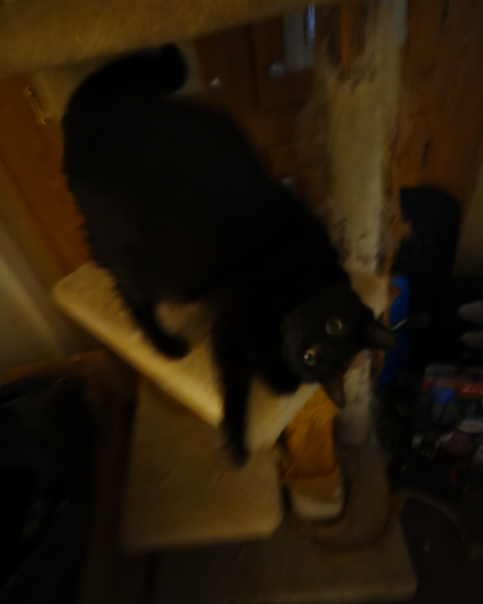 Twix the black cat. Plywood, Wood, Black Cat, Cat, Furniture