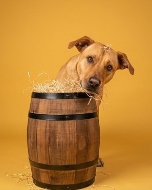 Manny the Mutt. Dog, Barrel