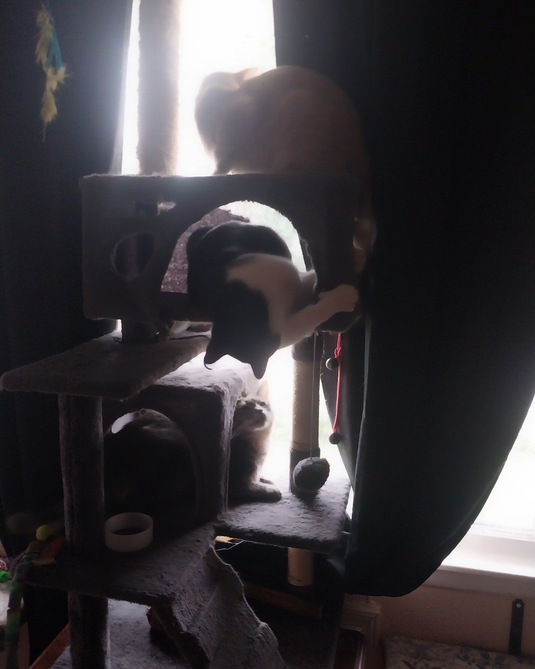 Whiskers , biscuit , banks the My grandpa's cats. Person, Tape, Furniture, Electronics, Screen, Dog