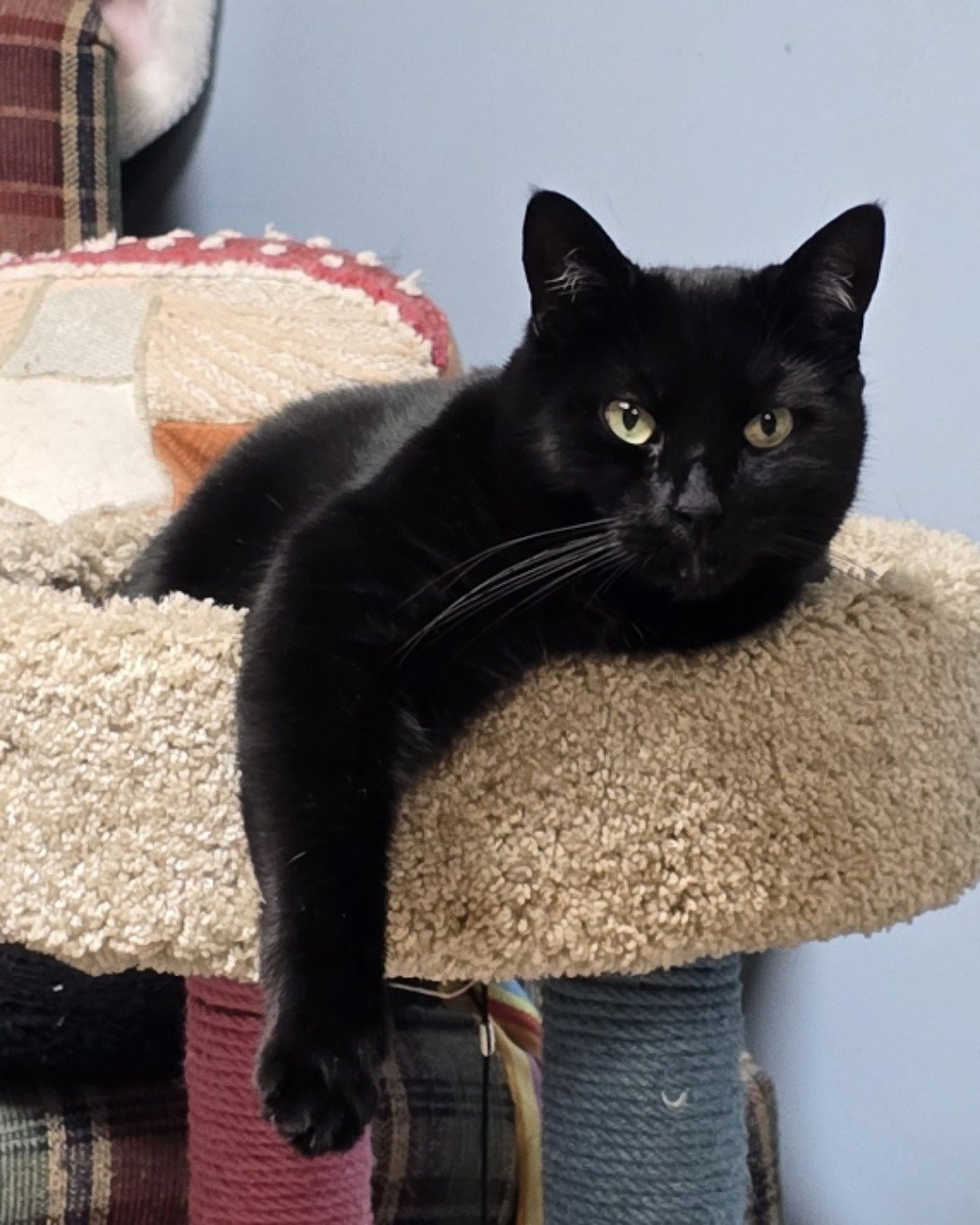 Balerion. Cat, Black Cat