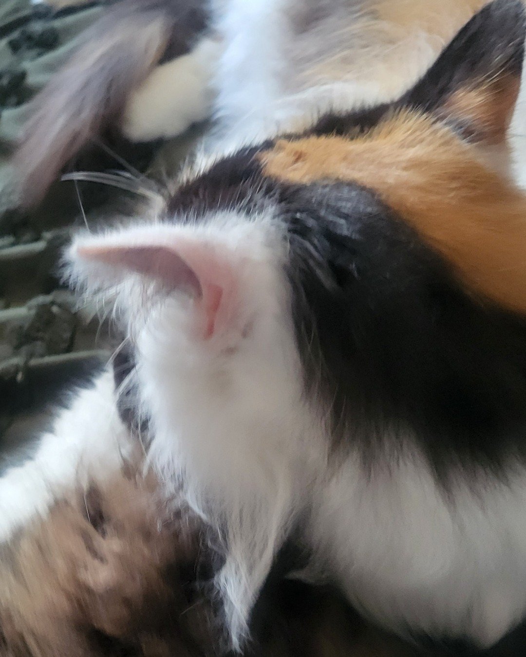 daisy. Cat, Kitten