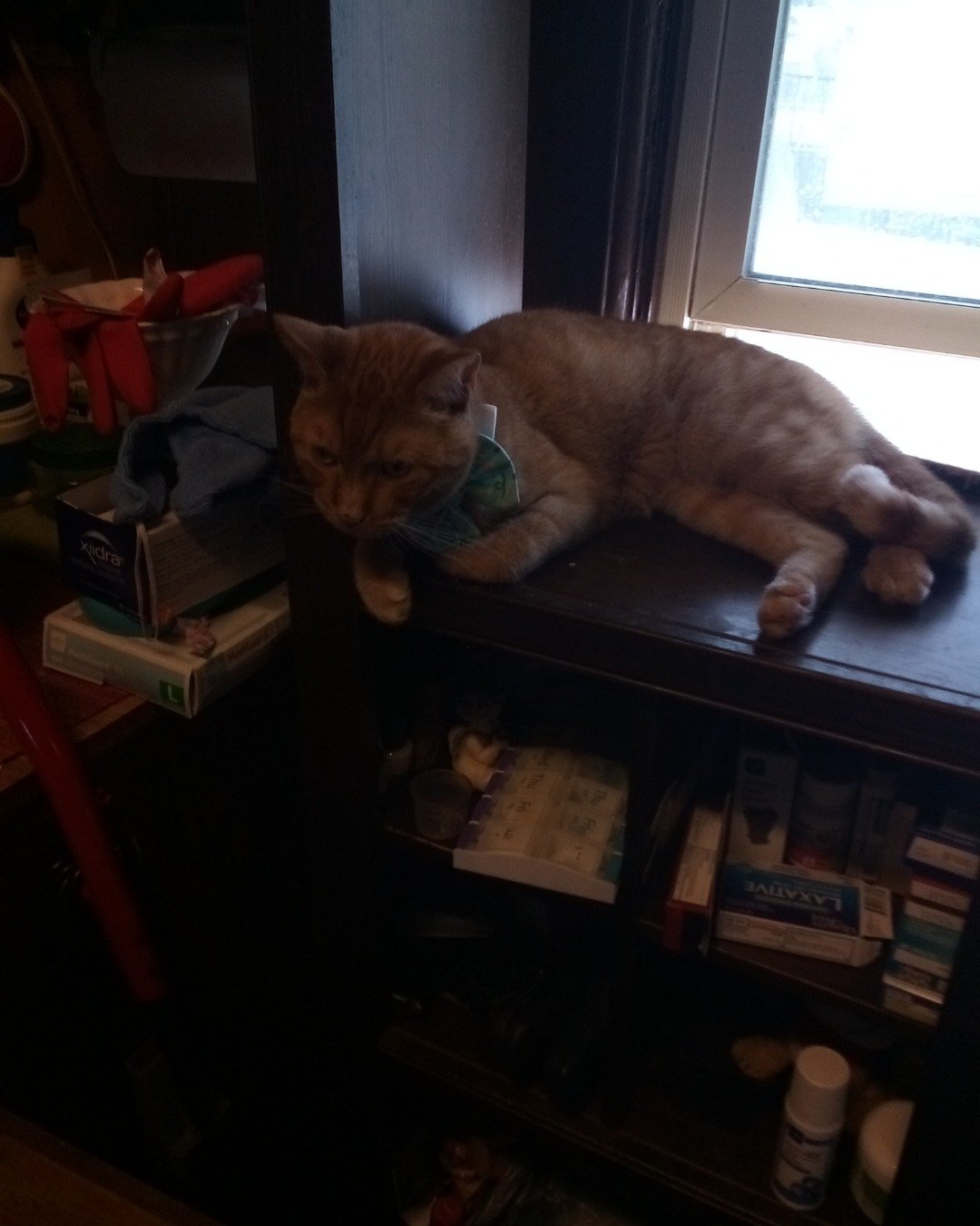 Tiger the tabby. Shelf, Closet, Cupboard, Furniture, Table, Cat