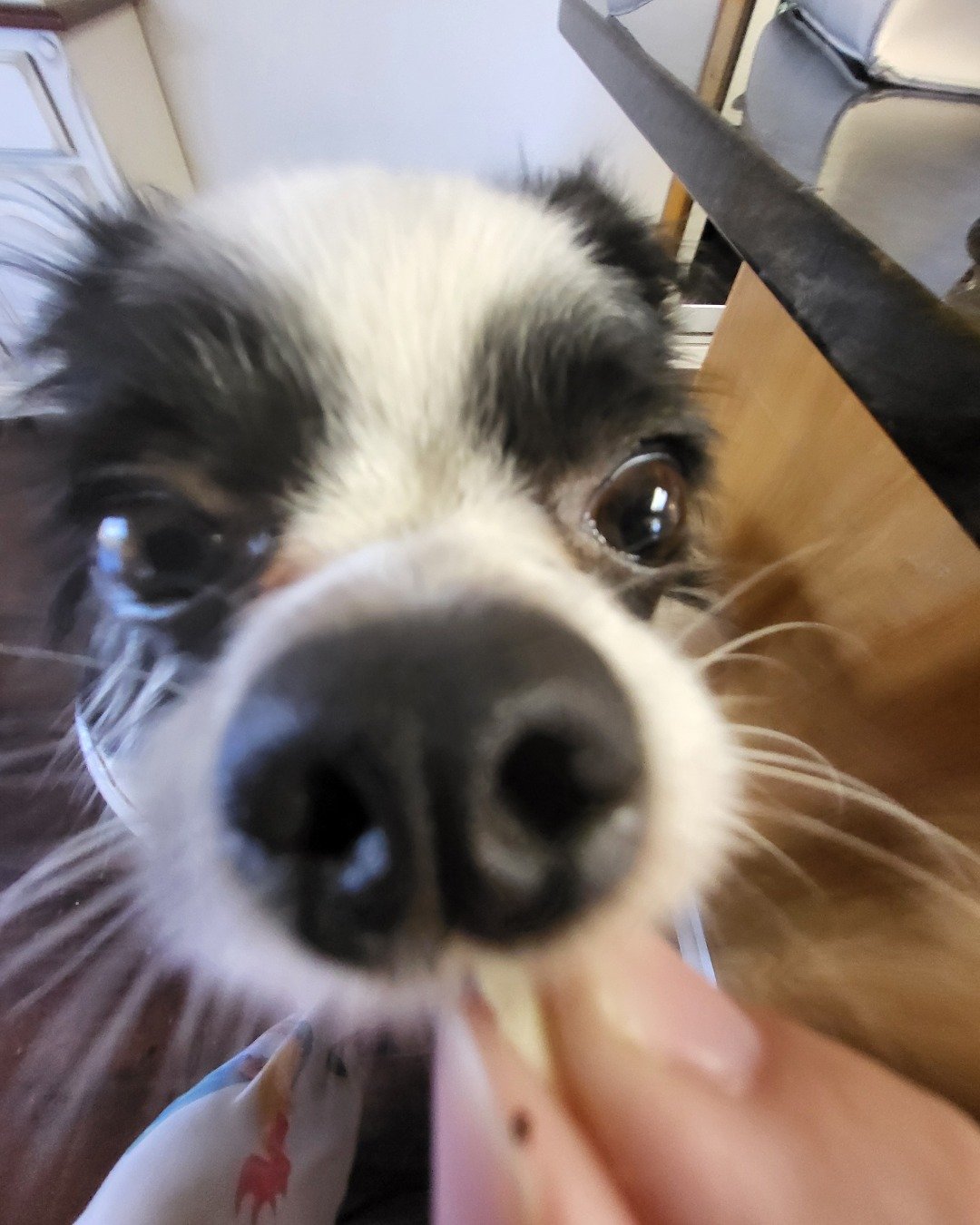 Danny the Long haired Chihuahua. Dog, Puppy