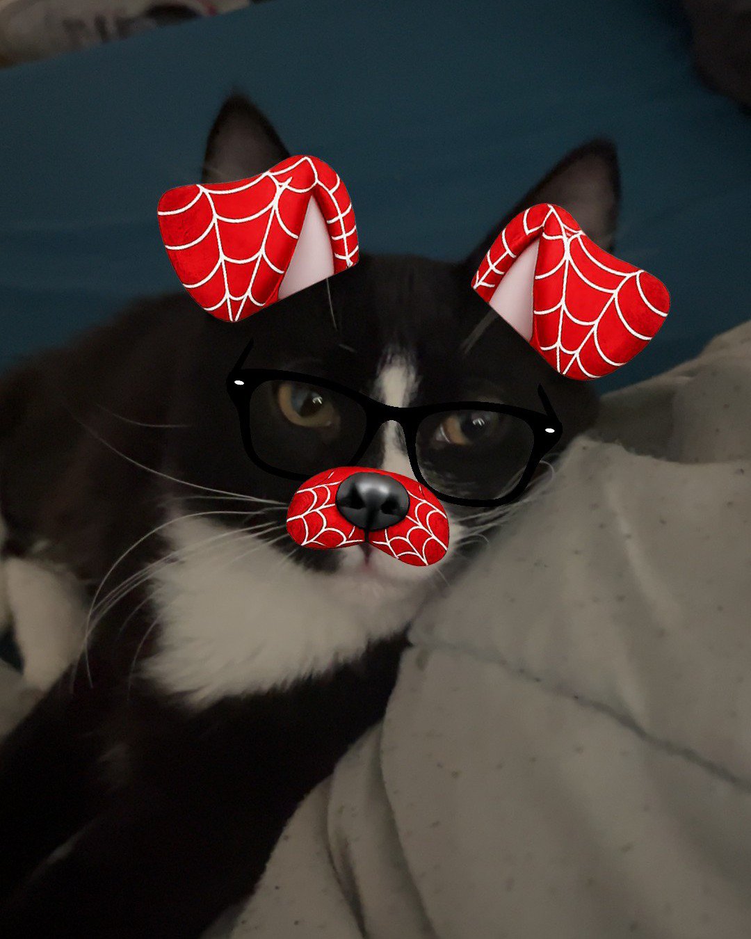 Olivier. Accessories, Glasses, Cat, Kitten, Person, Couch