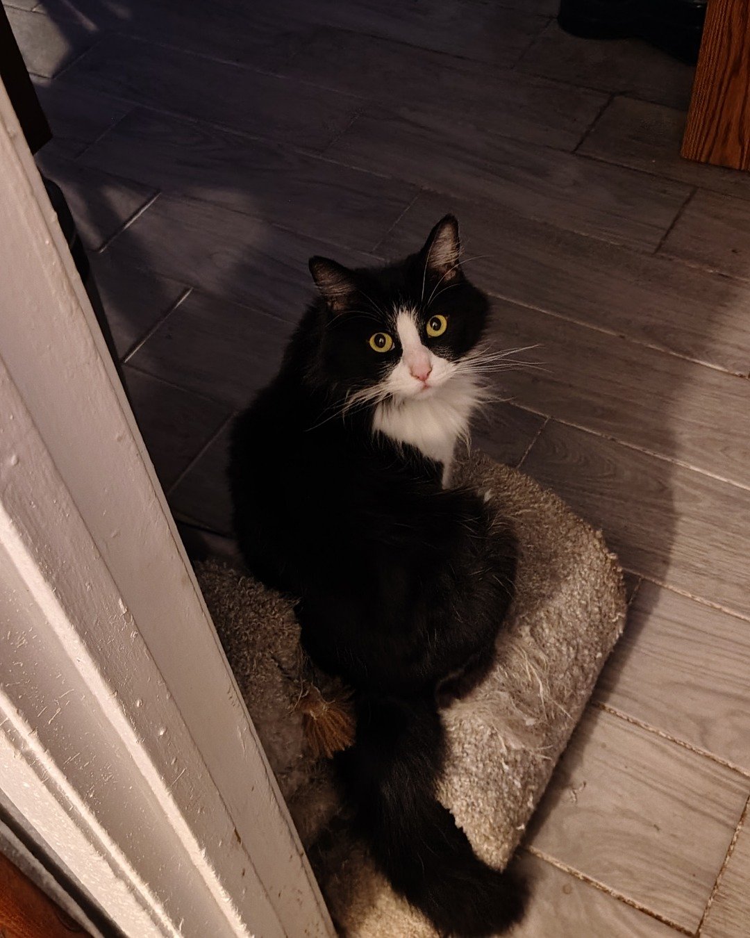 Day the Tuxedo. Floor, Hardwood, Wood, Flooring, Cat