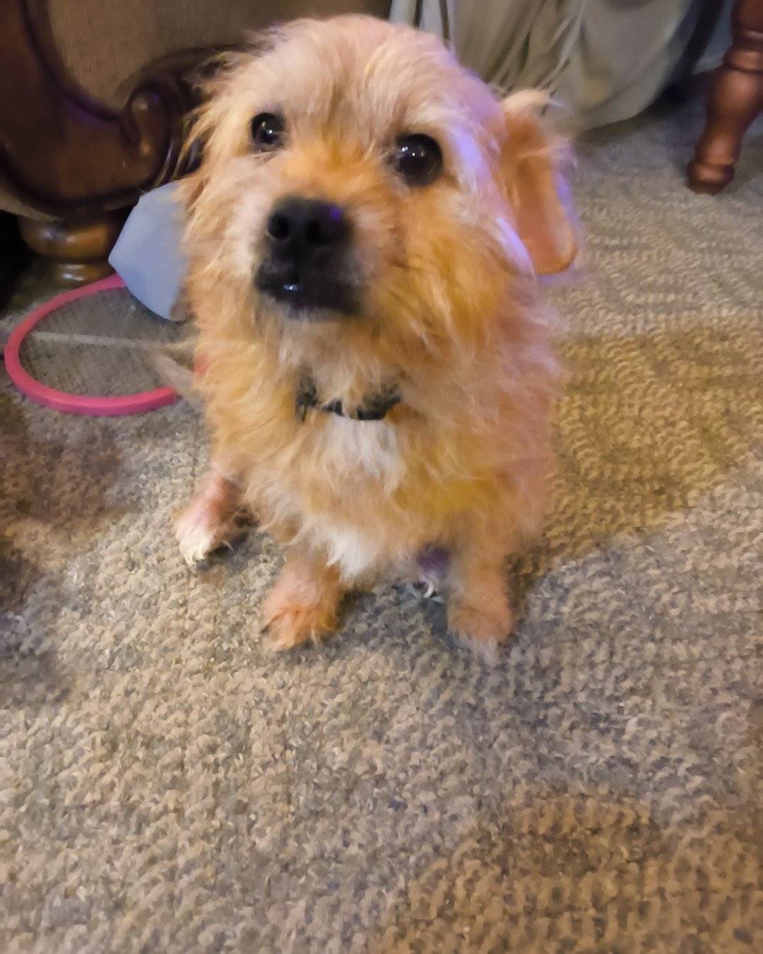 dexter the mutt. Dog, Puppy, Terrier