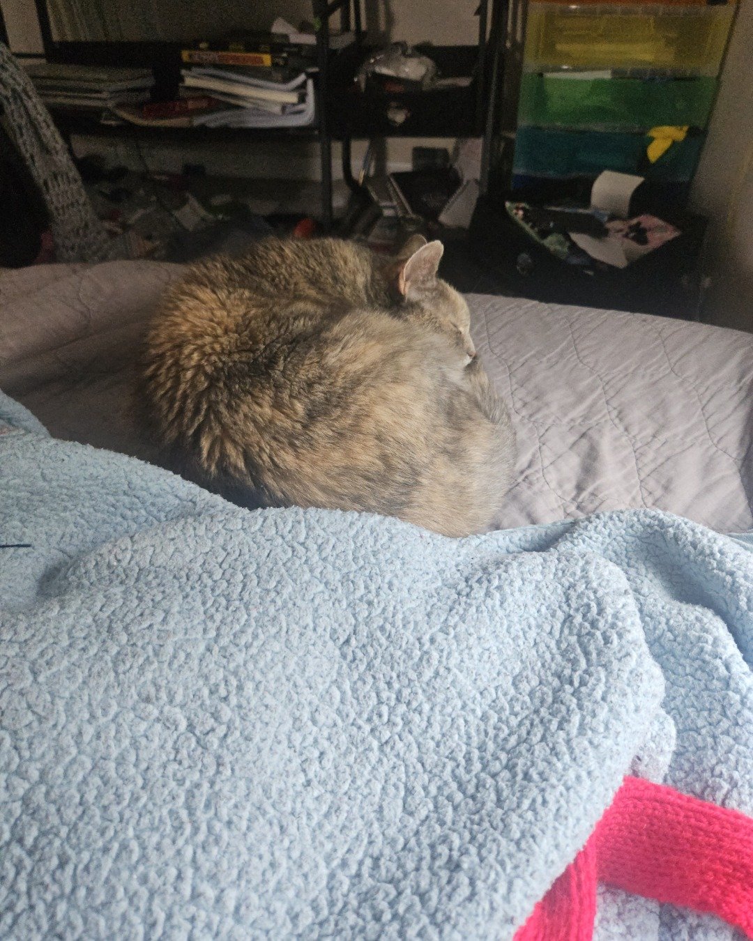 Saorsire the Tortie shell. Blanket, Furniture, Person, Cat, Quilt, Couch