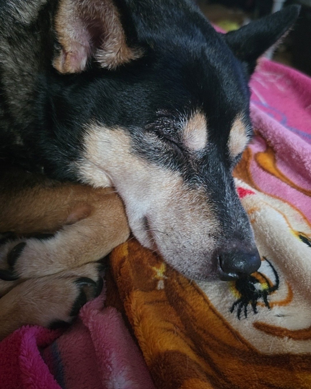 Olive the Shiba/Heeler. Dog, Puppy, Husky, Blanket, Person, Sleeping