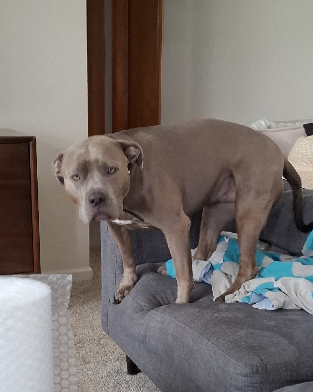violet the pitbull. Dog, Couch, Furniture