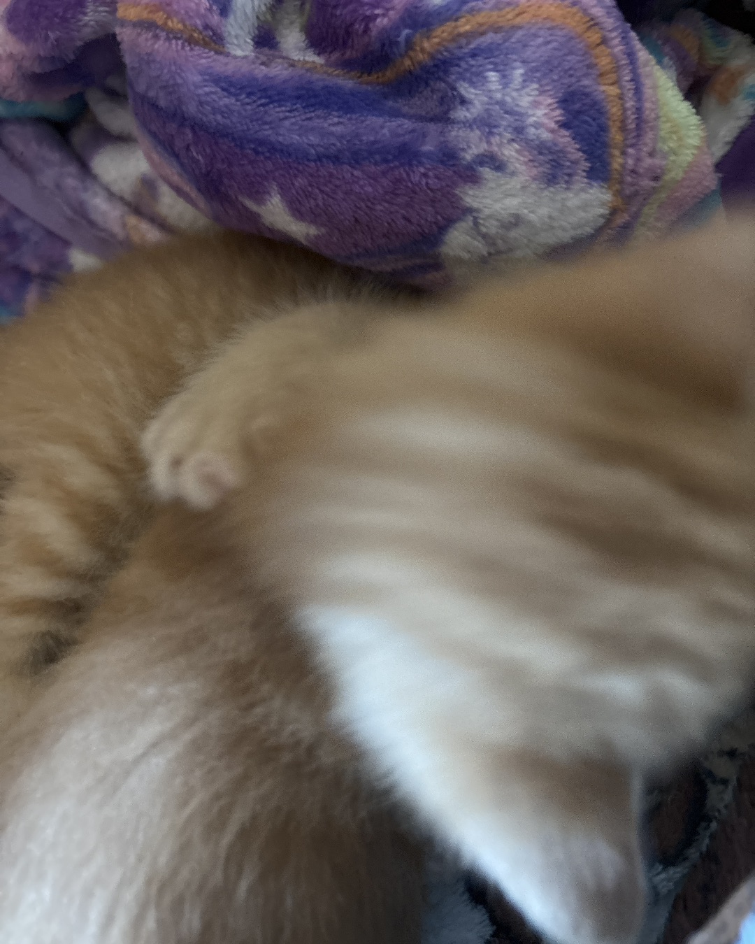 Roxy,nacho,noodle,sunny. Cat, Kitten, Blanket