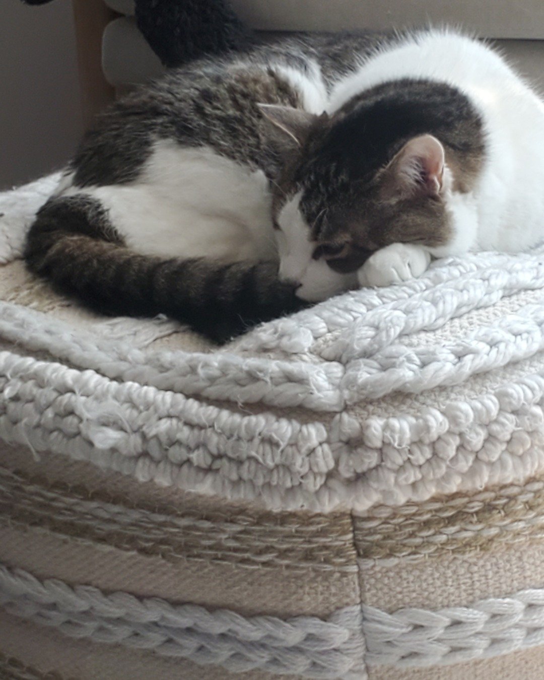 sandy. Cat, Kitten, Blanket, Furniture, Home Decor