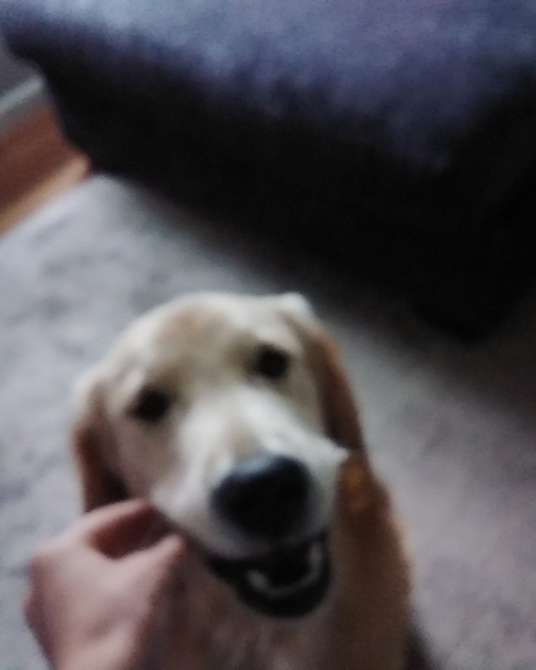 beso the golden retriever. Dog, Puppy, Golden Retriever, Hound, Couch, Furniture