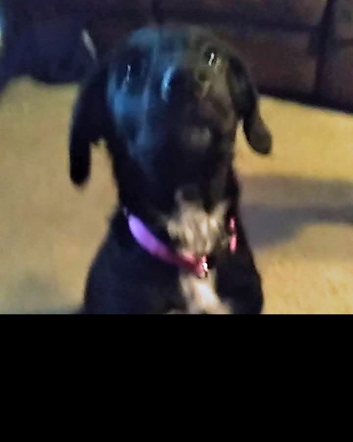 cupid the mixed. Dog, Puppy, Hound