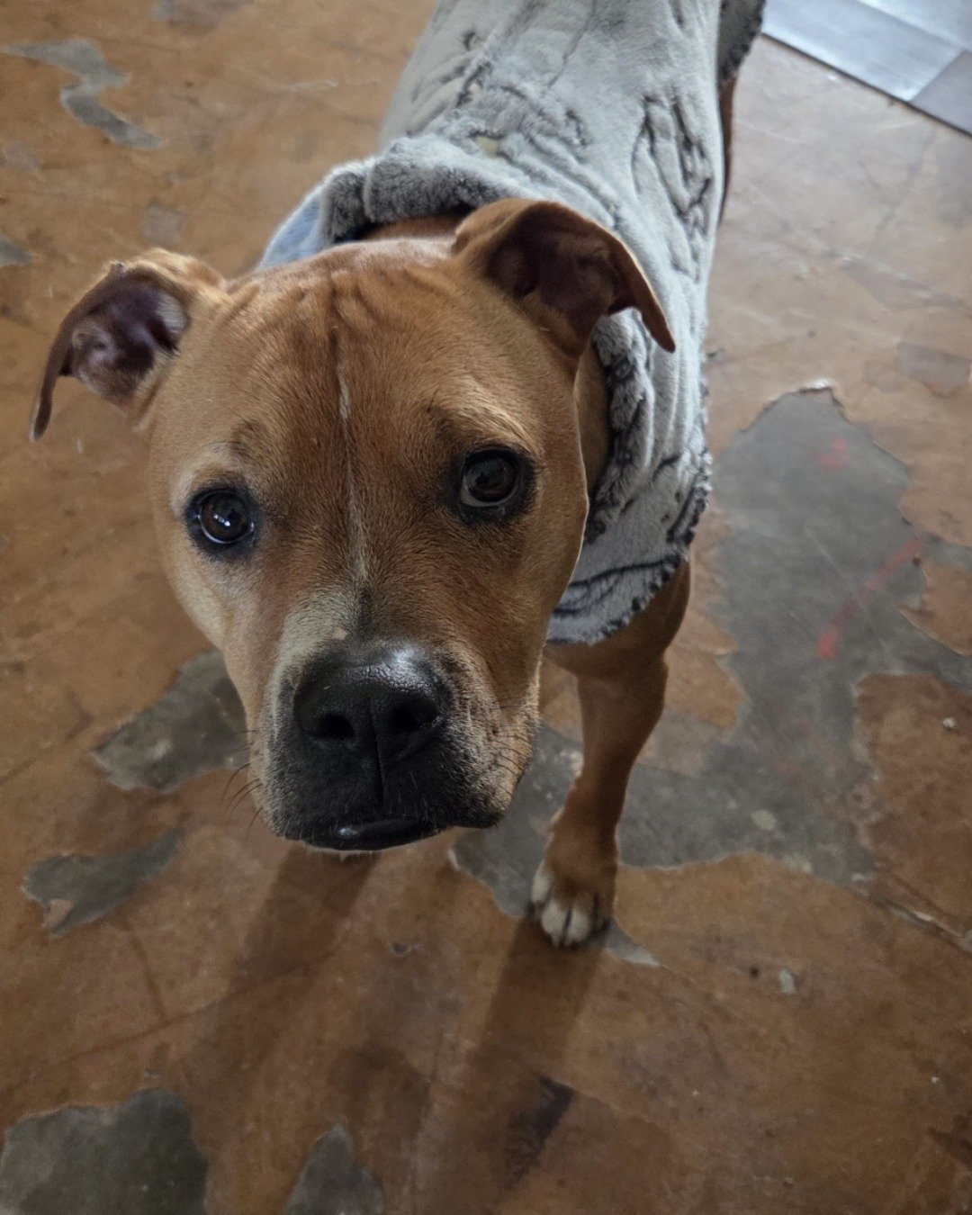Tater the boxer mix. Boxer, Bulldog, Dog, Pitbull, Puppy, Floor