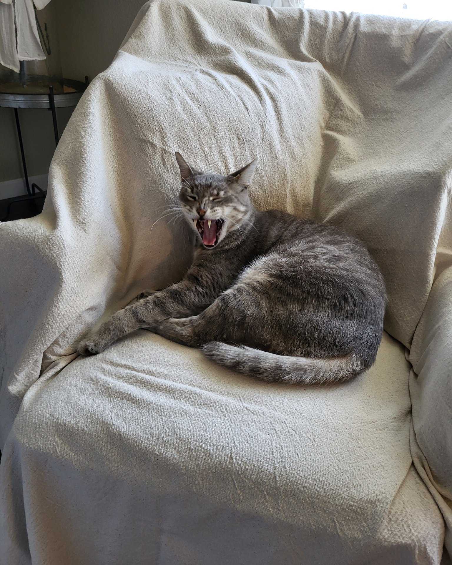 Jack the Tabby. Couch, Furniture, Cat, Chair, Home Decor, Blanket