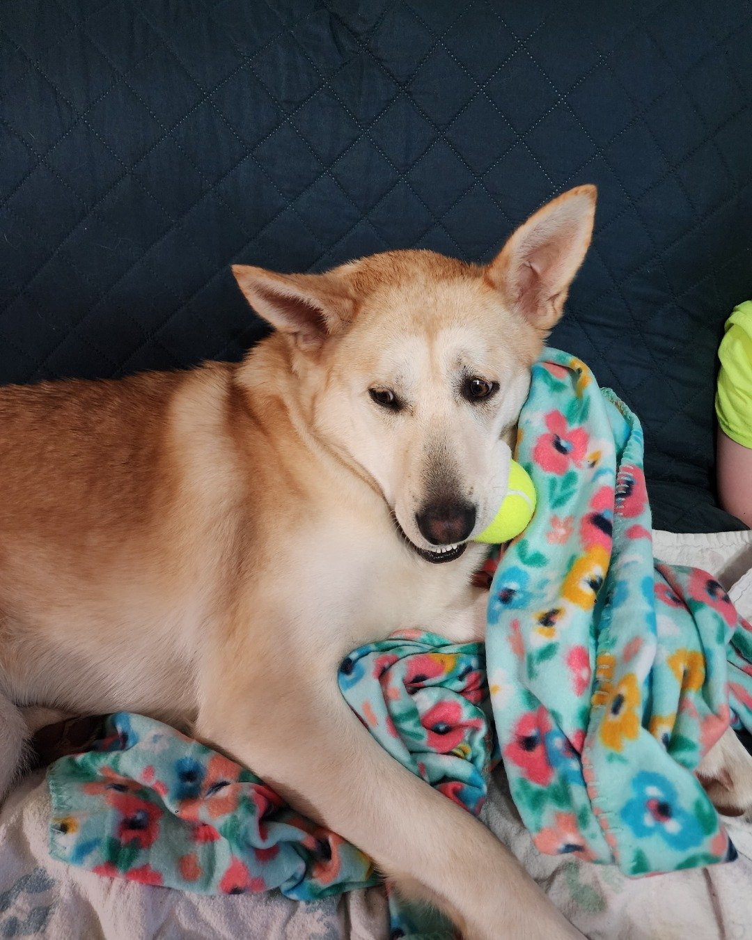 Bella the Labsky. Blanket, Ball, Sport, Tennis, Tennis Ball, Couch