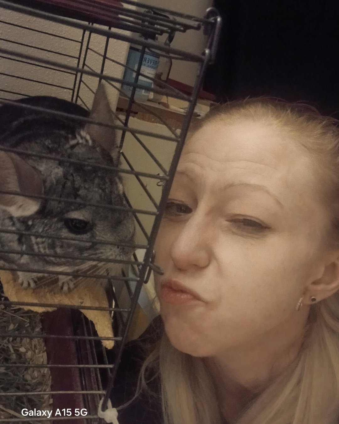 Chimmichanga the Chinchilla. Person, Chinchilla, Rodent