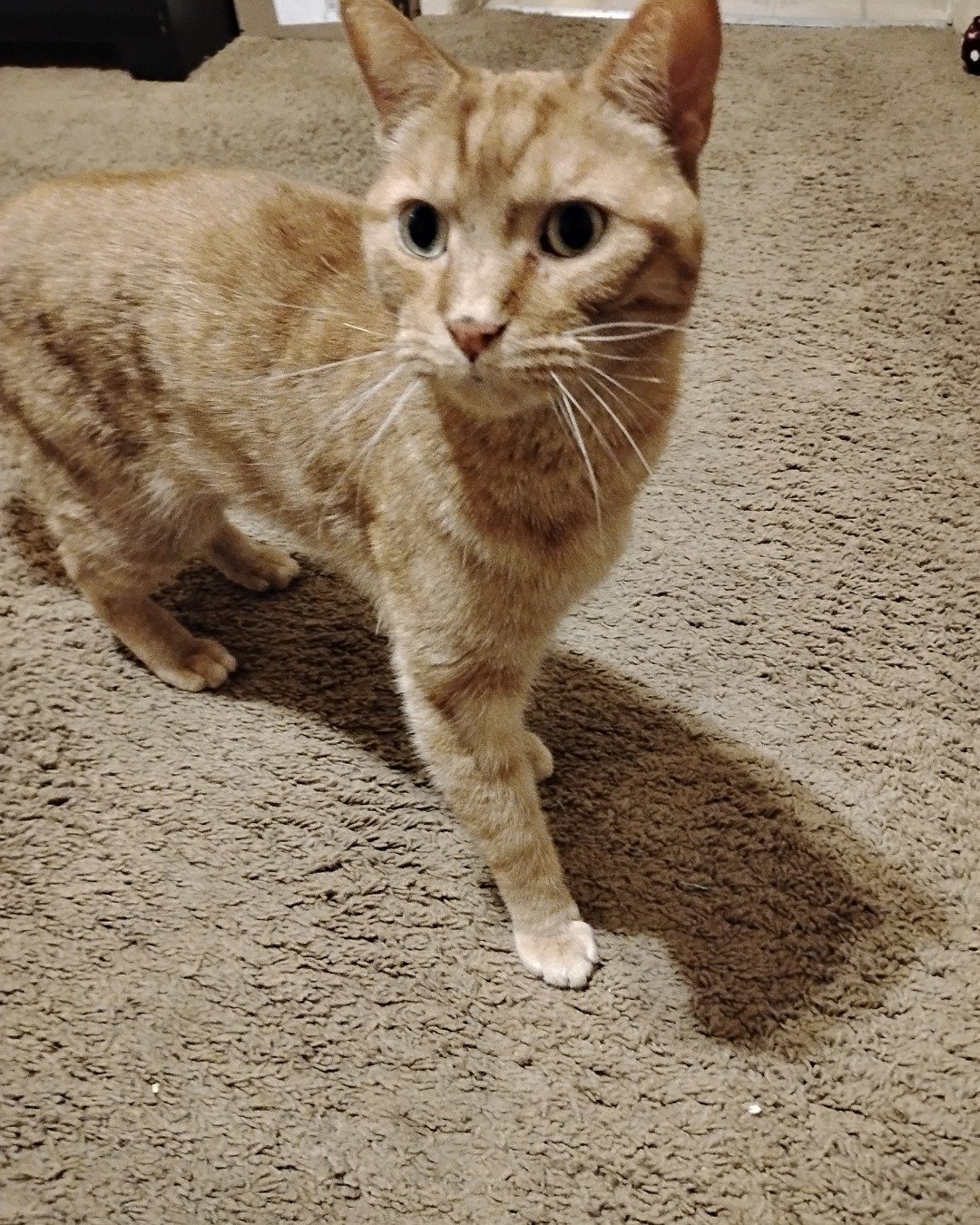 Tiger the tabby. Abyssinian, Cat