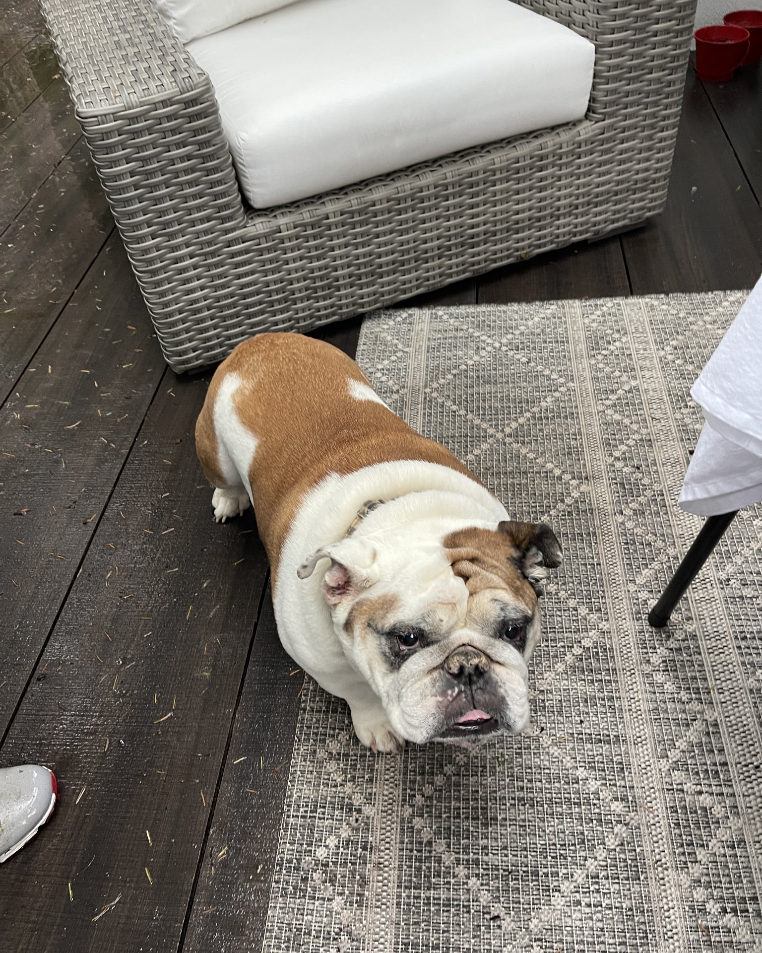 Niya the Boxer. Dog, Bulldog