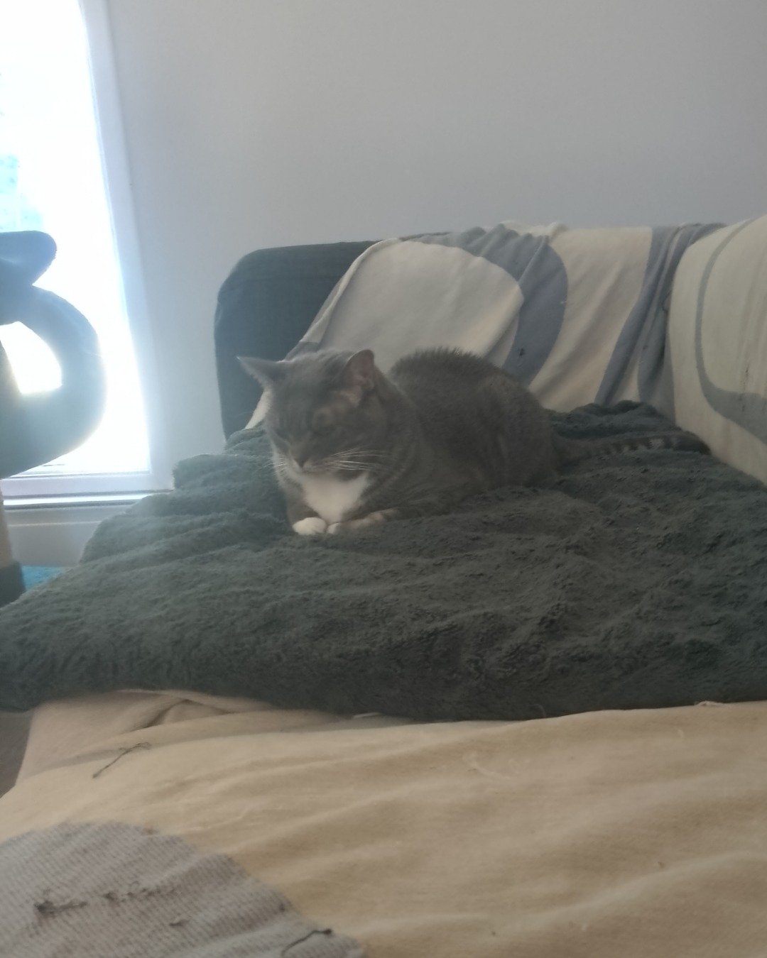 Lillith the American shorthair. Cushion, Home Decor, Couch, Furniture, Cat, Blanket