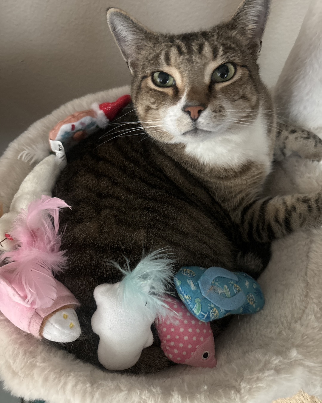 Jasper — Cat, Abyssinian, Plush, Toy
