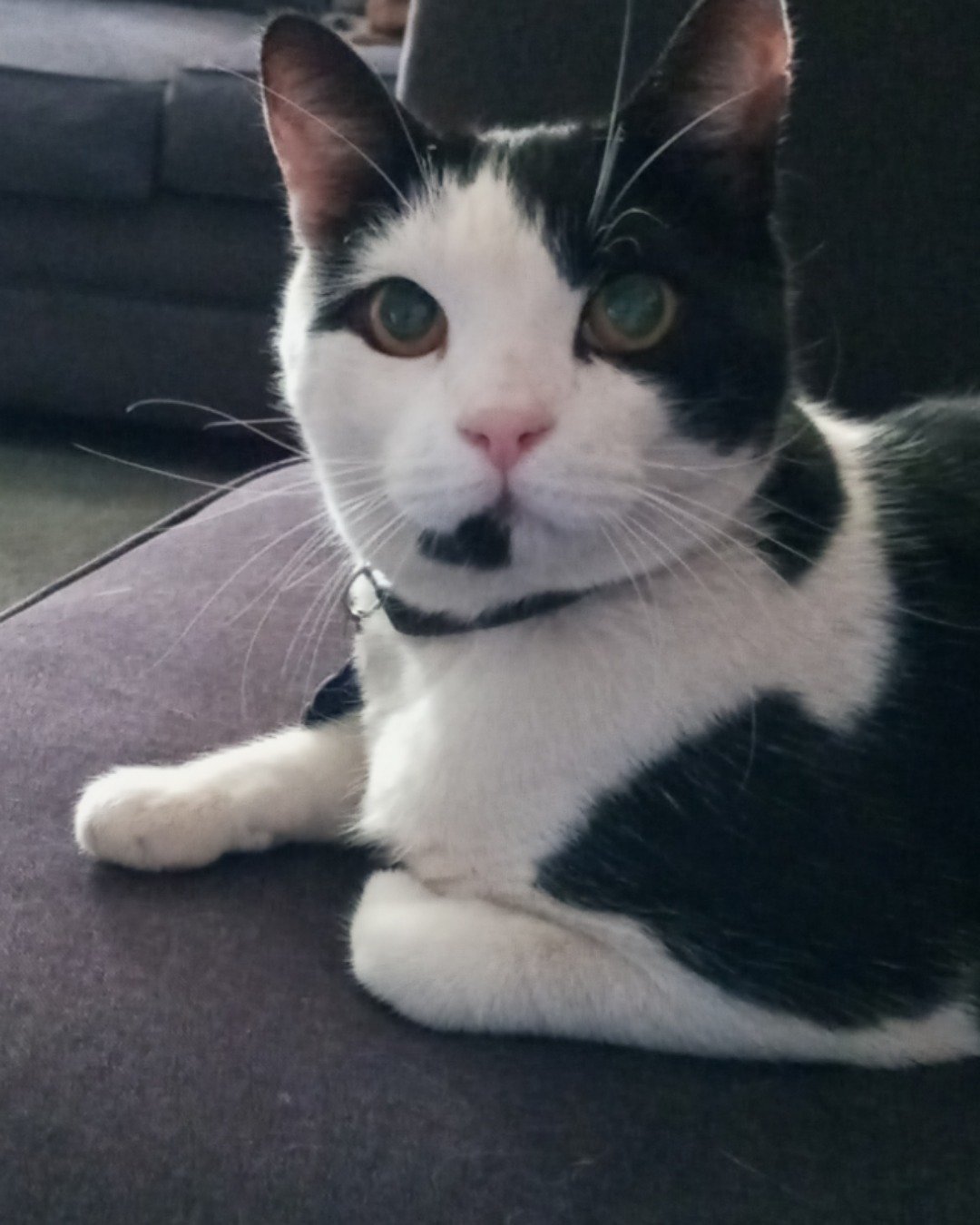 Zeke. Cat, Manx, Kitten