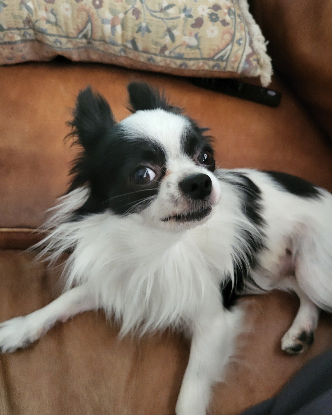 Danny the Long haired Chihuahua. Cushion, Home Decor, Dog, Puppy, Cocker Spaniel, Papillon