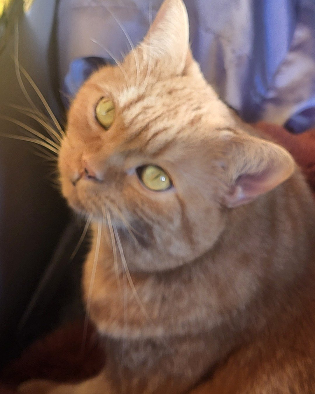 Rosie the American Shorthair. Abyssinian, Cat