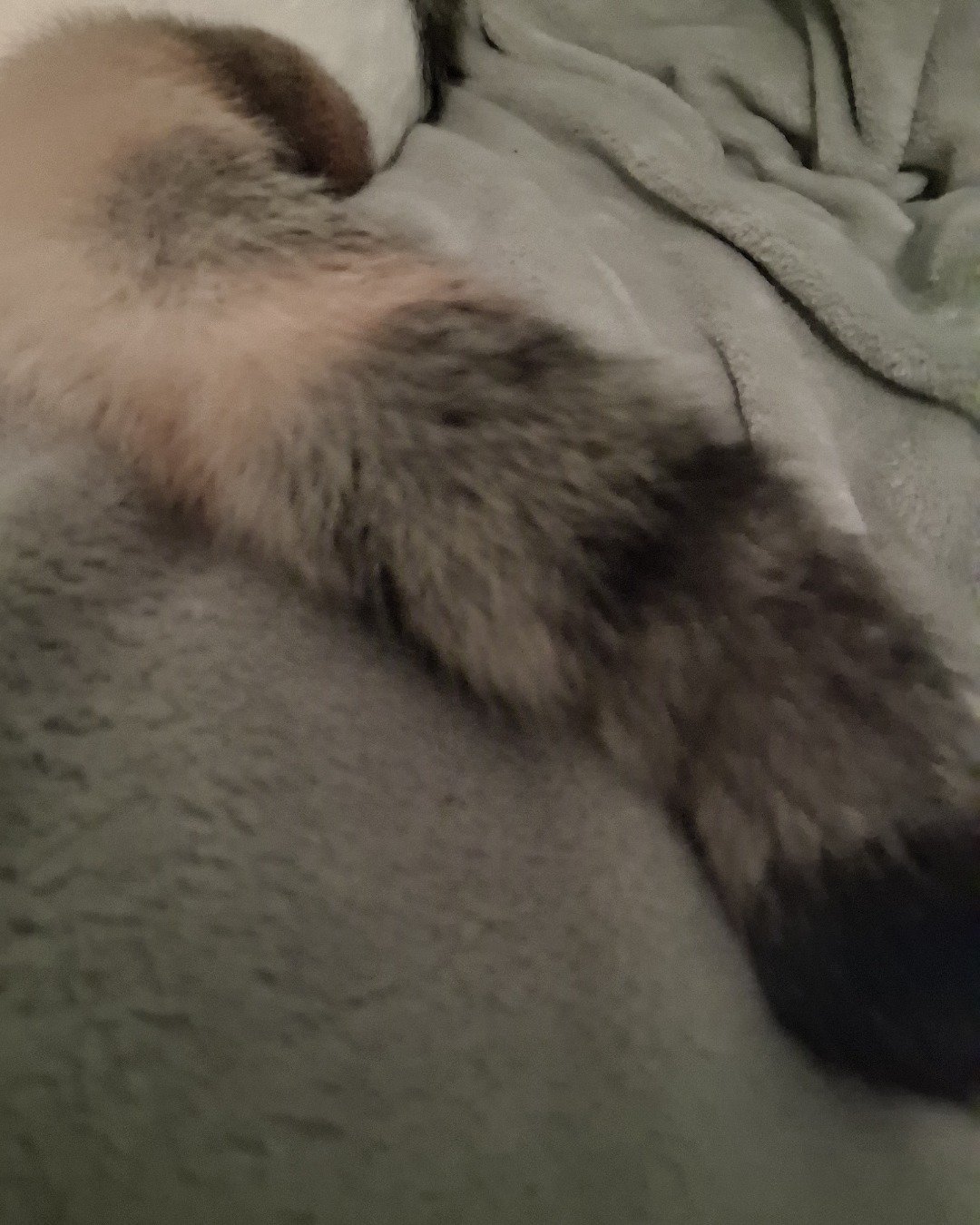 Callie the Calico maincoon. Cat