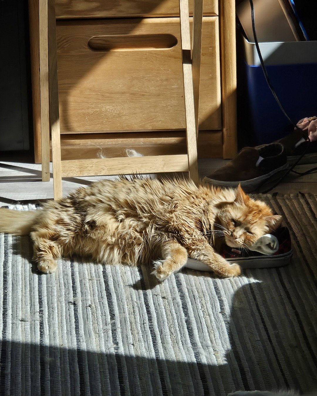 Smudge ( Orange ) And Marshmallow ( White ). Wood, Hardwood, Indoors, Interior Design, Cat, Floor